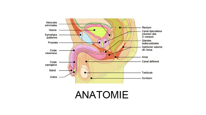 l'orgasme masculin - anatomie