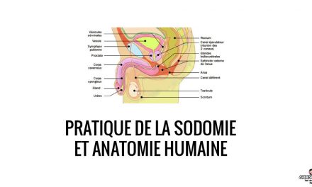 Pratique de la sodomie et anatomie humaine