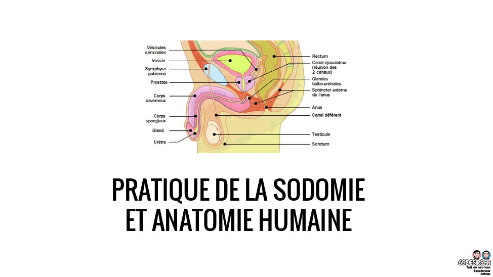 Pratique de la sodomie et anatomie humaine