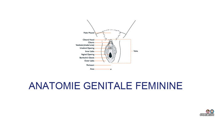 sexe oral - anatomie externe