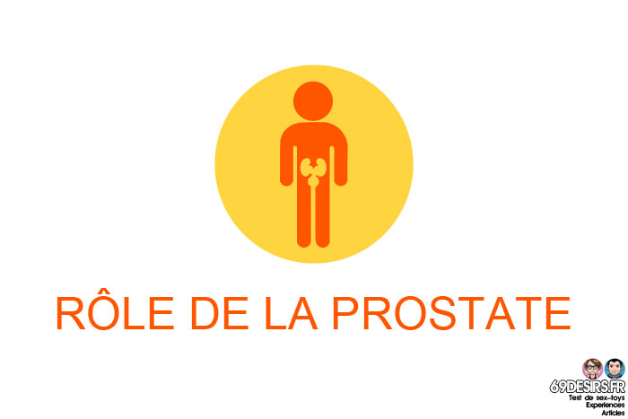 stimulation prostatique : le rôle de la prostate