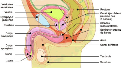 Pratique de la sodomie et anatomie humaine