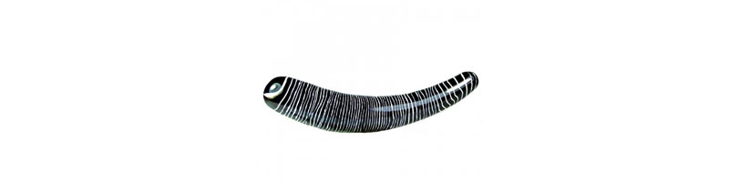 gode zebra de Glassvibrations